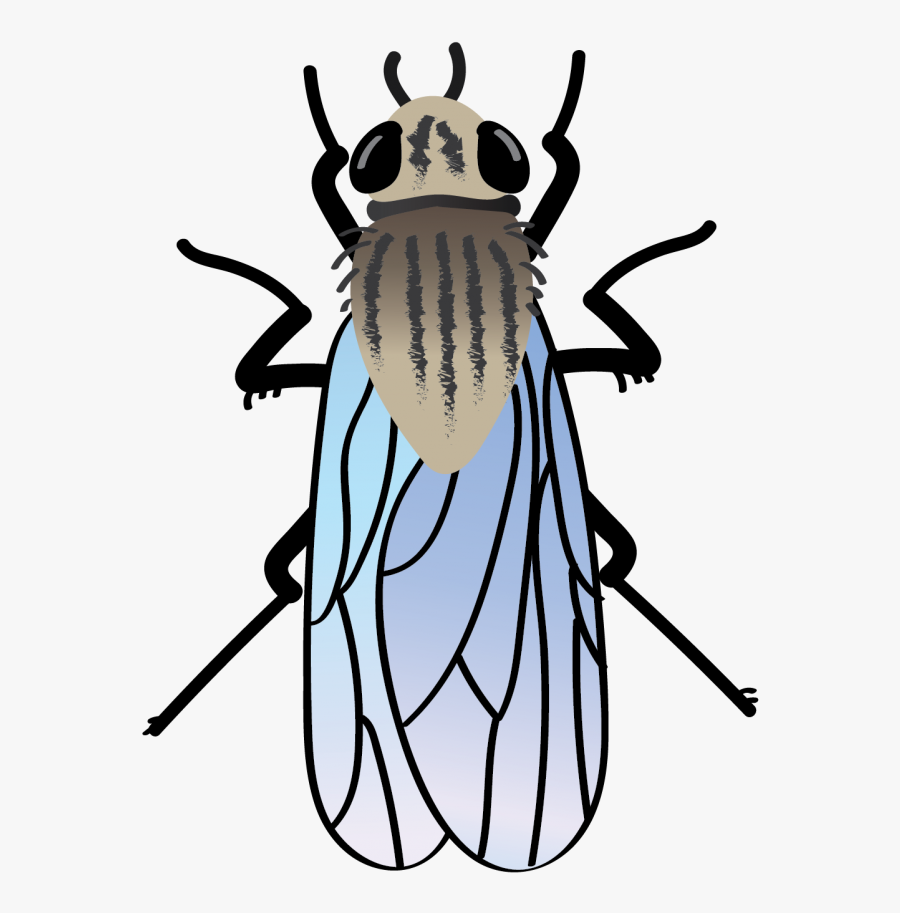 Beetle, Transparent Clipart