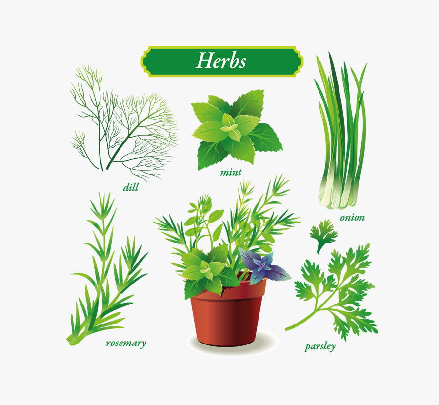 Kitchen Healthy Delicious Fruits And Vegetables Digital - All Kinds Of Green Vegetables, Transparent Clipart