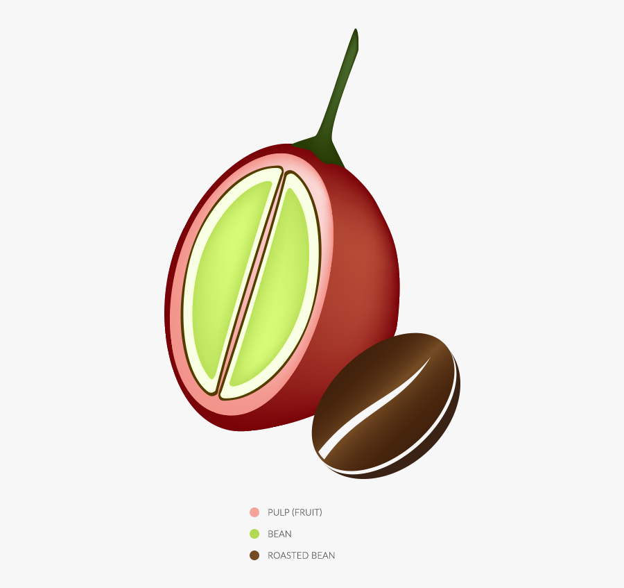Glycocafe Mannatech Coffee Fruit Bean - Coffee Fruit, Transparent Clipart