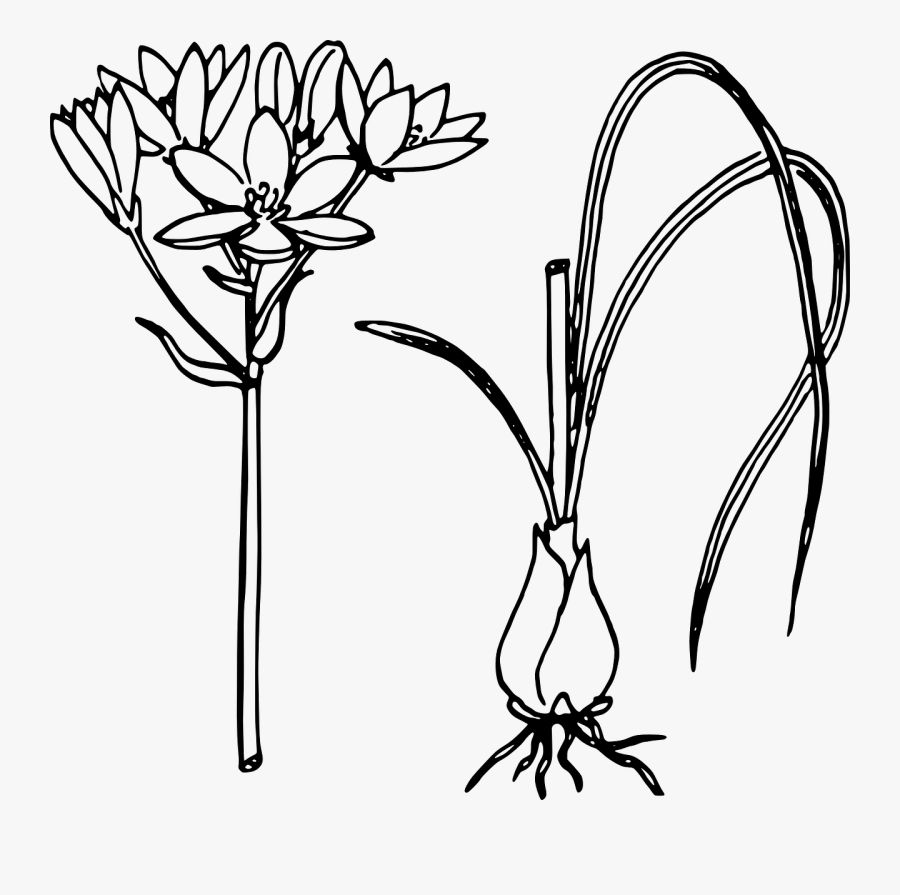Onion Biology Plant Free Picture - Onion Flower Black And White, Transparent Clipart