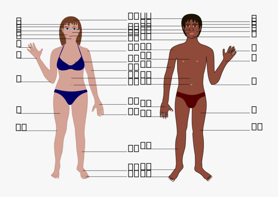 Transparent Human Body Clipart For Kids, Transparent Clipart