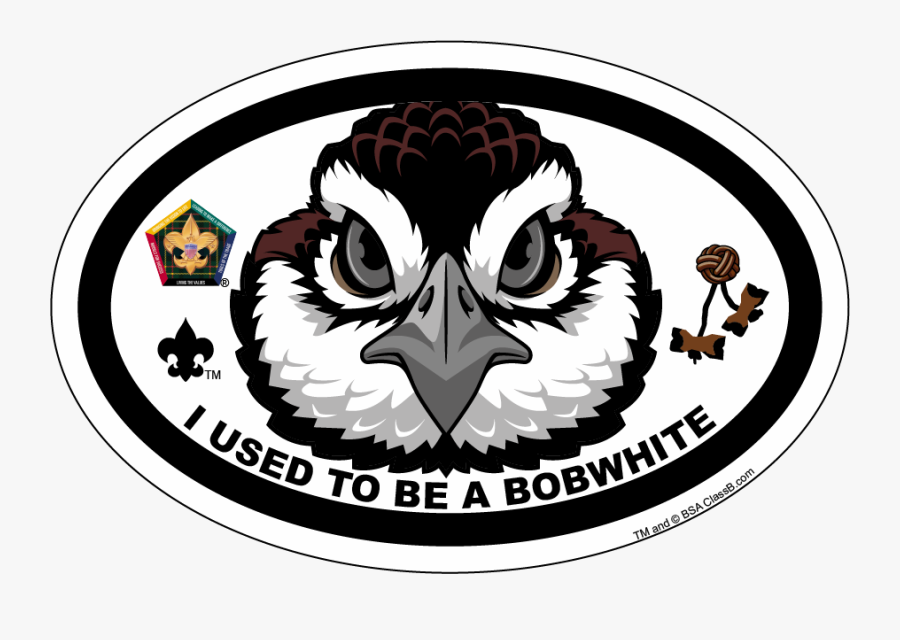 Wood Badge Bobwhite Critter Oval Magnet - Wood Badge Bobwhite, Transparent Clipart
