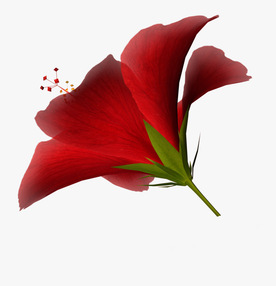 Free Free High Resolution Clipart, Download Free Clip - High Resolution Png Of Flower, Transparent Clipart