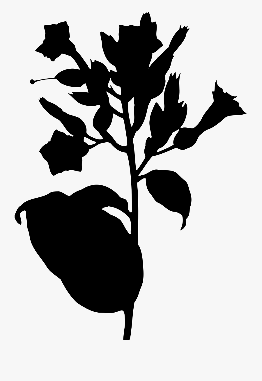 Clipart - Tobacco Plant Clipart, Transparent Clipart