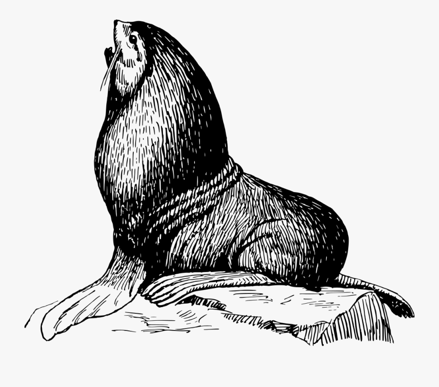 Seal, Transparent Clipart
