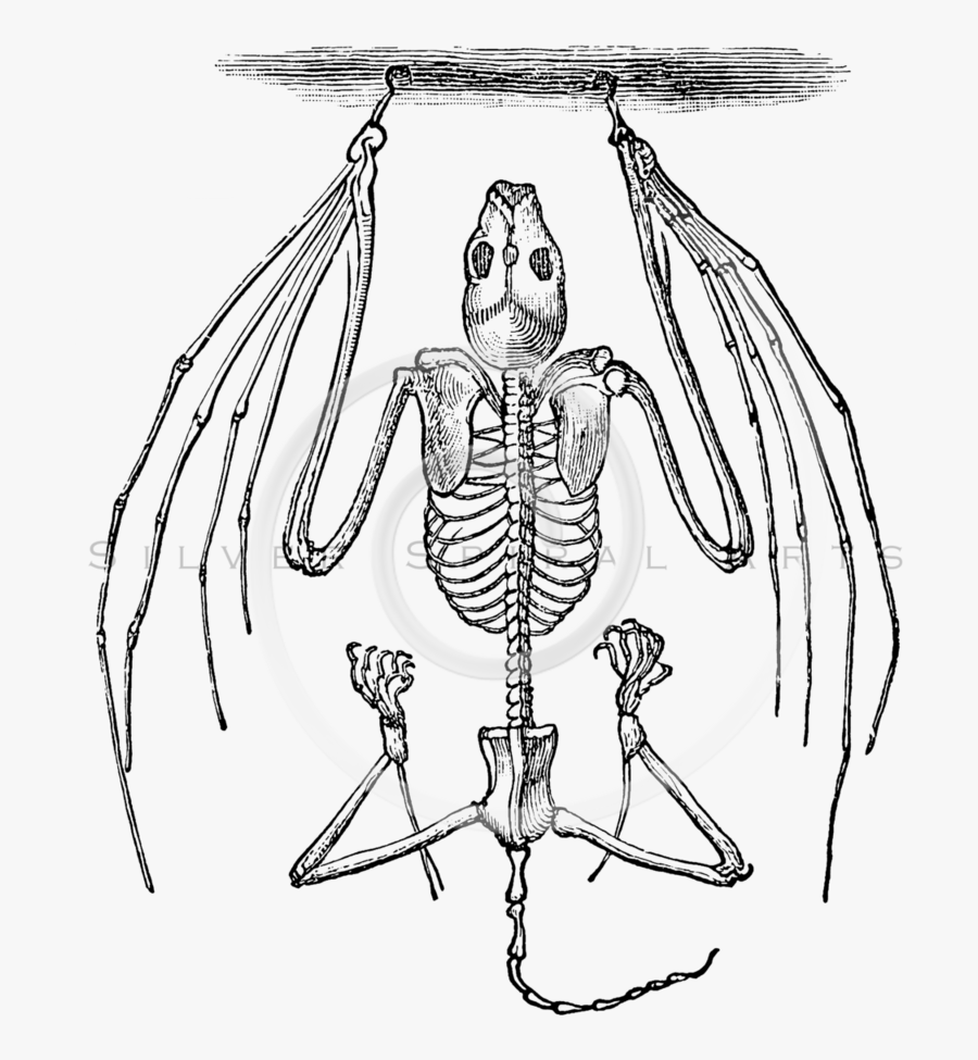 Clip Art Bat Wing Skeleton , Free Transparent Clipart - ClipartKey