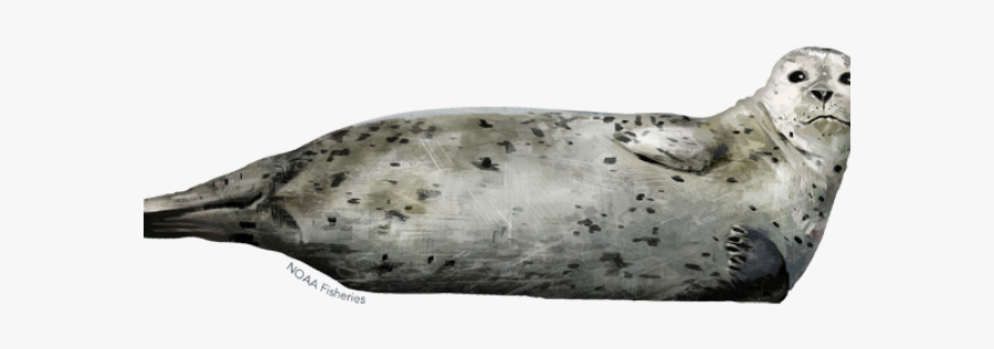 Sea Lion Clipart Ringed Seal, Transparent Clipart