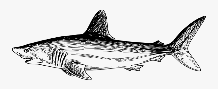 Shark - Marlin, Transparent Clipart
