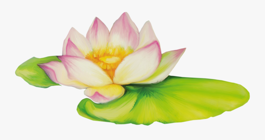 Nelumbo Nucifera Flor De Dibujo Clip Art - Para Dibujar Una Nelumbo Nucifera, Transparent Clipart