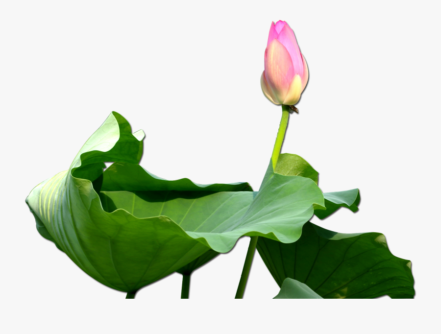 Nelumbo Nucifera Clip Art - Trong Phúc Có Họa, Transparent Clipart