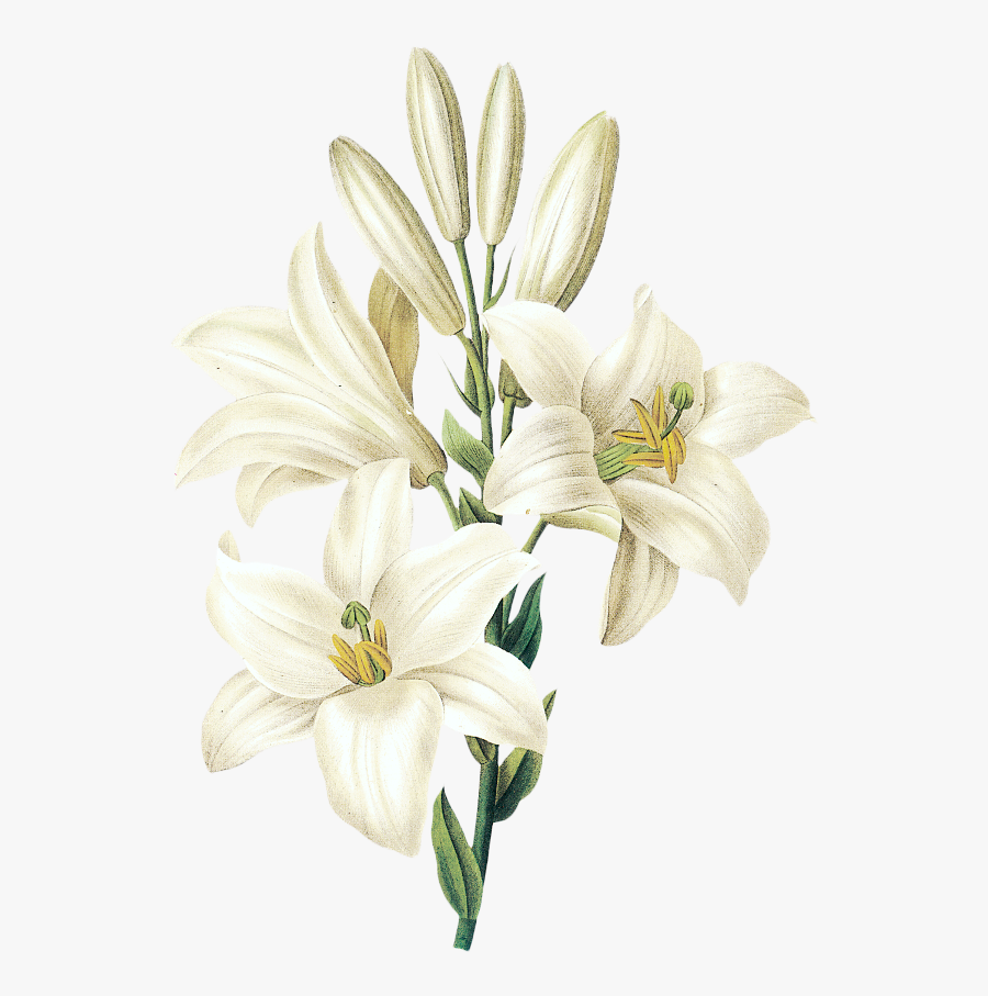 Download Hd Easter Lily, Transparent Clipart