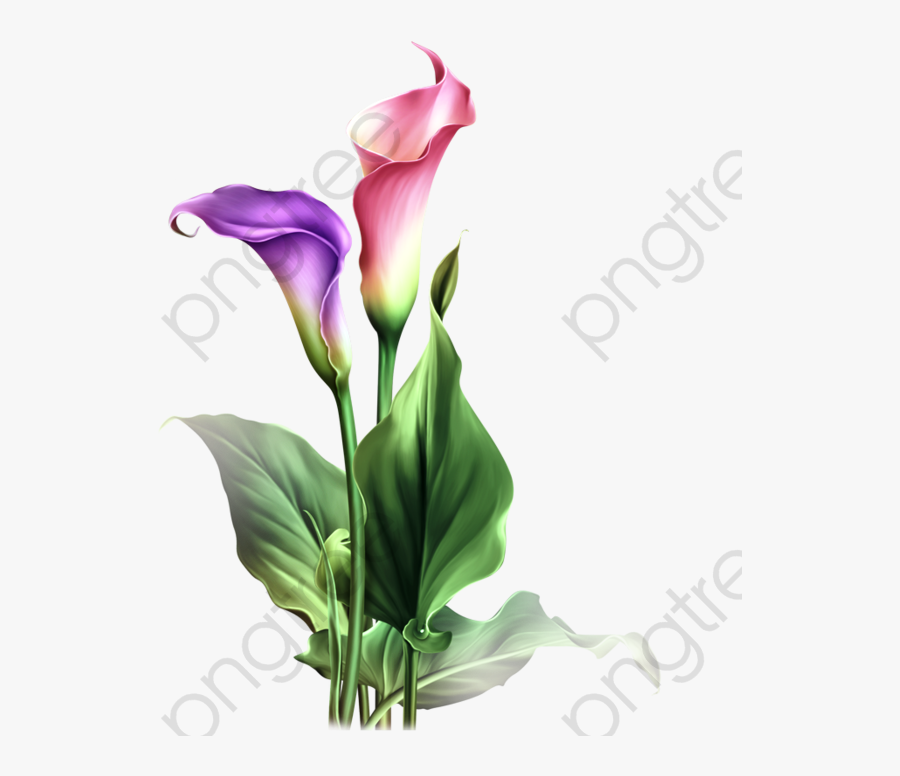 Watercolor Calla Lily Png - Calla Lily Flower Png, Transparent Clipart
