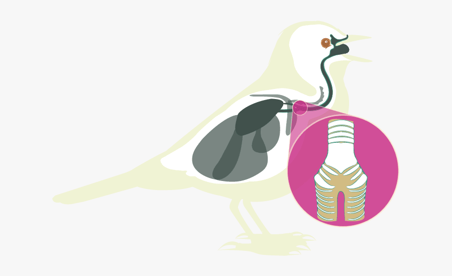 Syrinx Bird Anatomy, Transparent Clipart