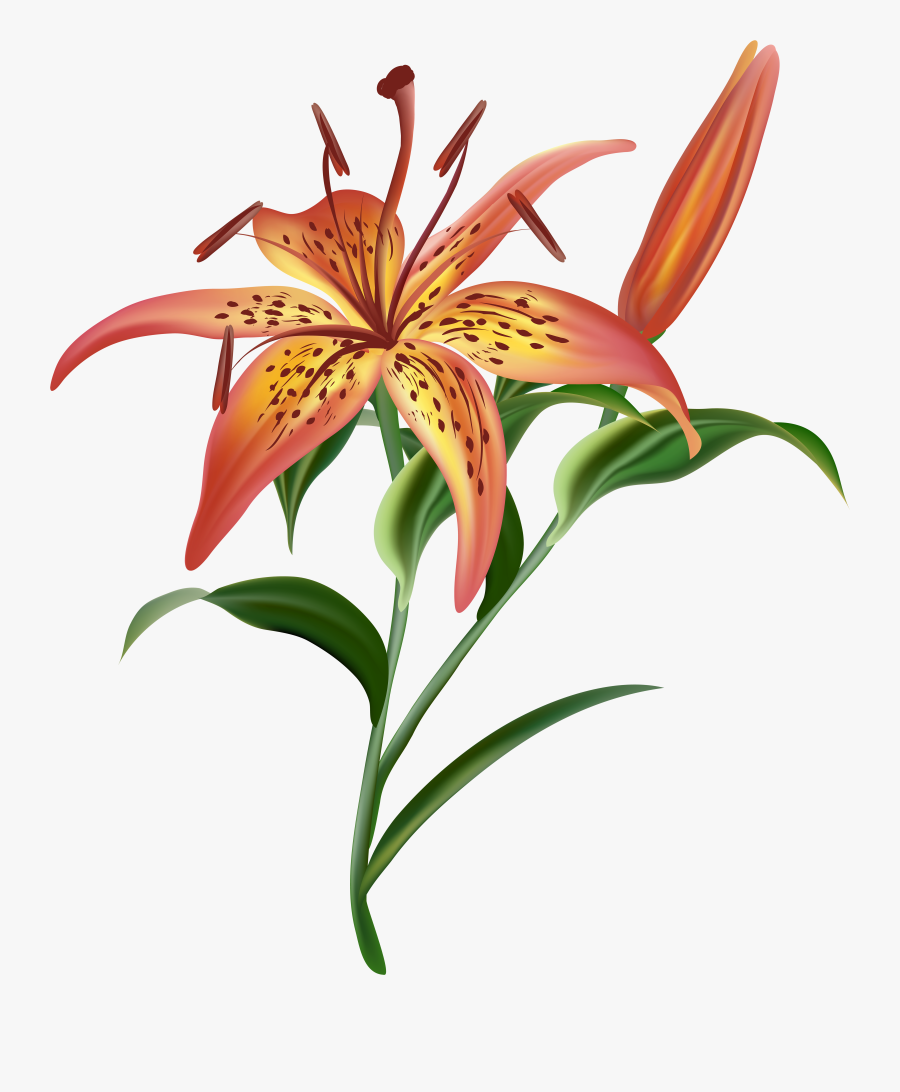 Lilium Flower Png Clip Art Imageu200b Gallery Yopriceville - Tiger Lily Transparent Background, Transparent Clipart