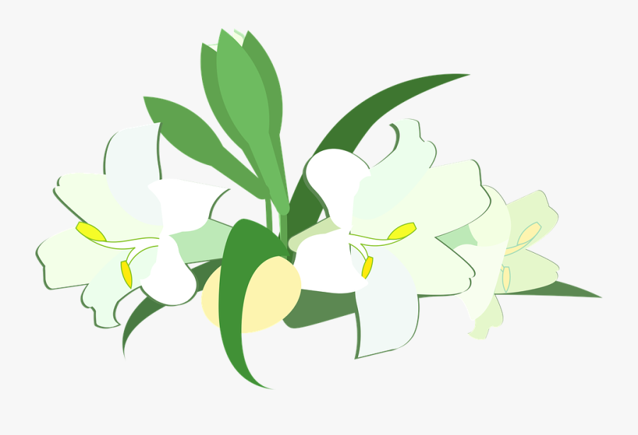 Lily, Transparent Clipart