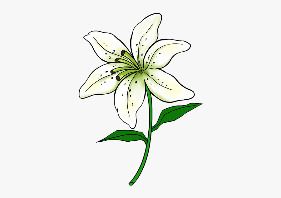 How To Draw A Lily Step By Step Drawing Tutorial Easy - Lily Flower Drawing Easy, Transparent Clipart