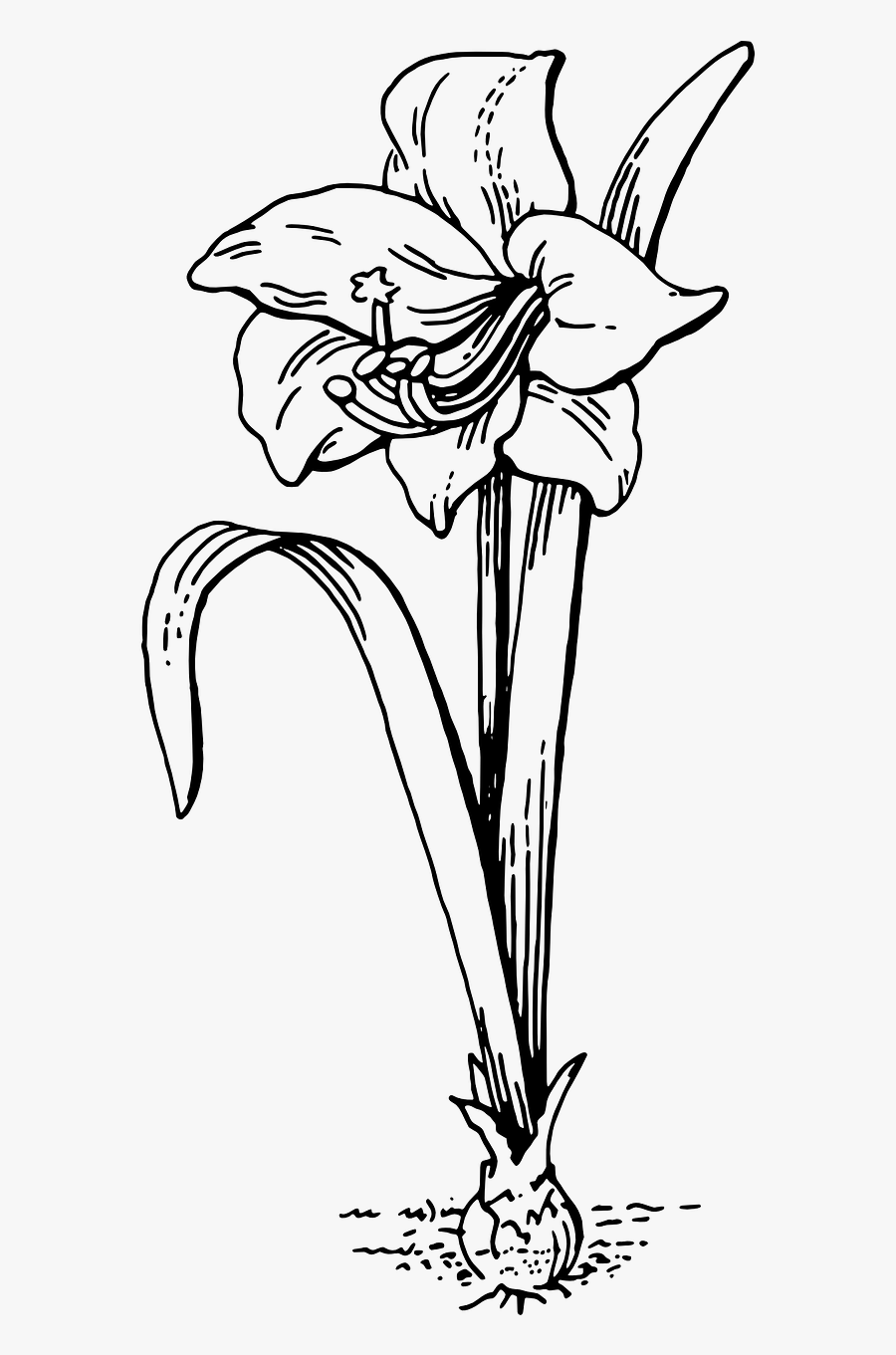 Transparent Easter Lilies Png - Amaryllis Clip Art, Transparent Clipart