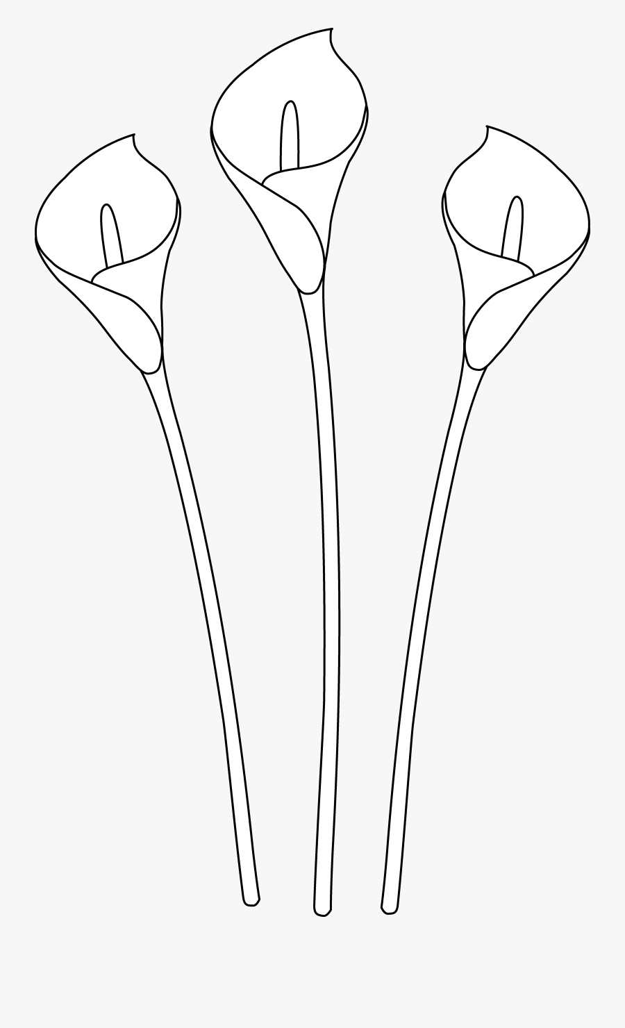 Clip Art Drawings - Calla Lily Drawing Easy, Transparent Clipart