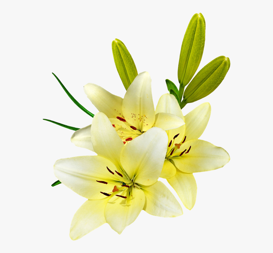 Tiger Lily - Giglio Fiore Sfondo Bianco, Transparent Clipart