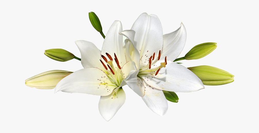 Easter Lily Png, Transparent Clipart