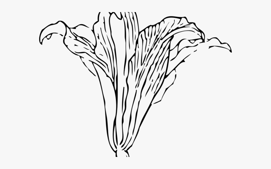 Vine Plant Outline Transparent - Easter Lily, Transparent Clipart