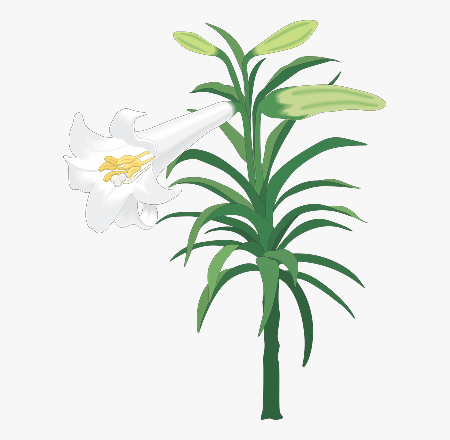 Easter Lily Hd Graphic, Transparent Clipart