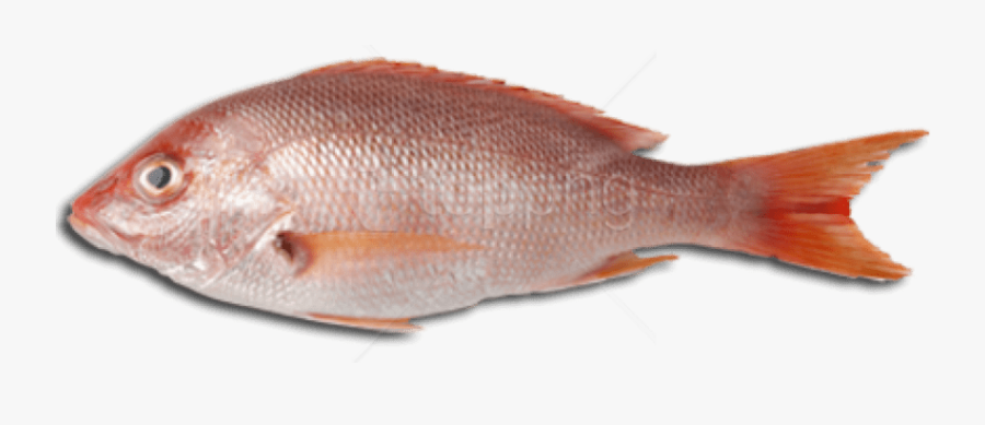 Collections At Sccpre Cat - Fish Images Of Meat, Transparent Clipart