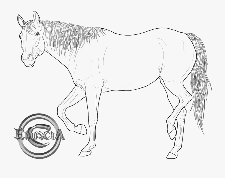 Quarter Horse Drawing At Getdrawings - American Quarter Horse Drawing, Transparent Clipart