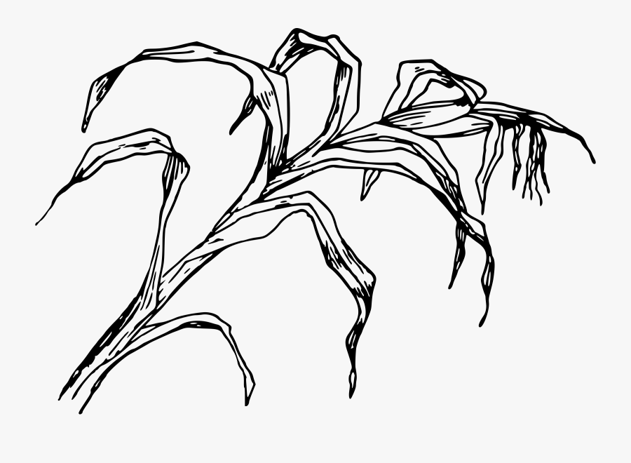Cornfield Drawing Easy - Corn Tree Easy Drawing, Transparent Clipart