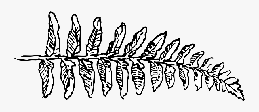 Transparent Leaf Clipart Black And White - Fern Clipart Black And White, Transparent Clipart