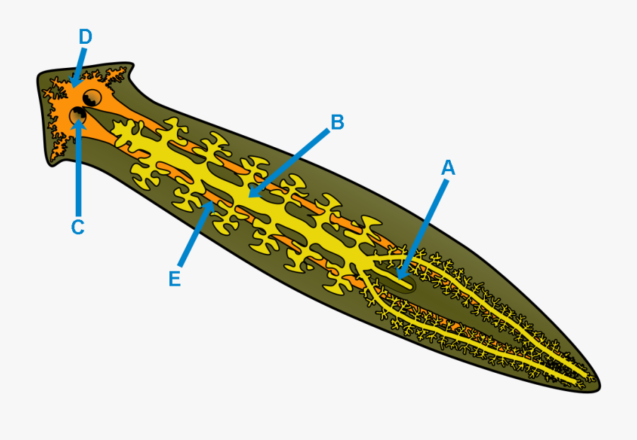 Animal Transport, Transparent Clipart