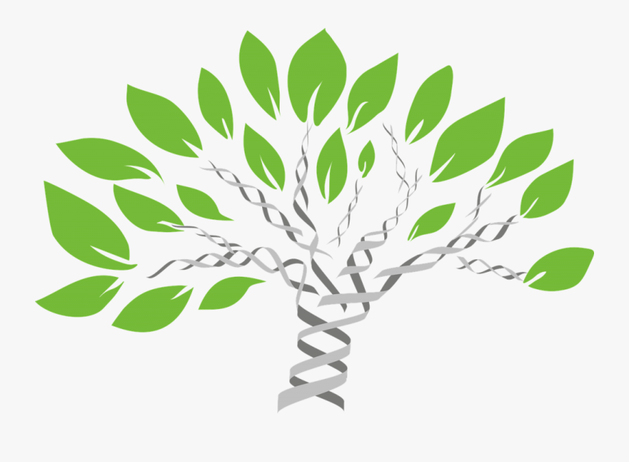 Gene Tree, Tree Of Life, Evolution, Comparative Biology - Family Dna, Transparent Clipart