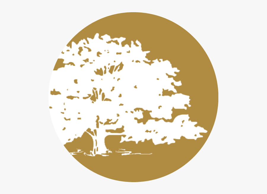 Forest Tree, Transparent Clipart