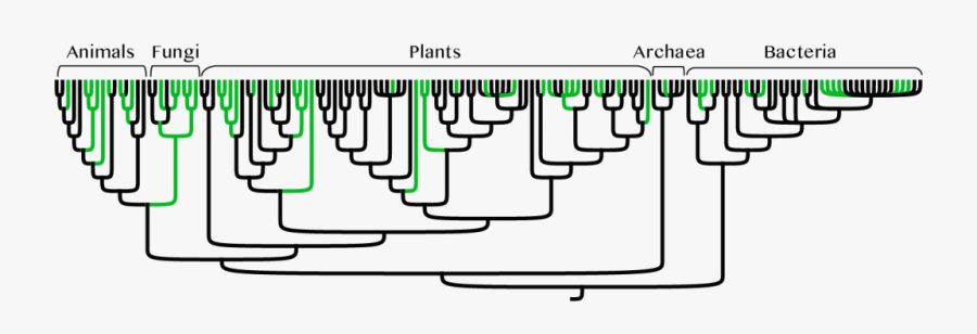 Diagram, Transparent Clipart
