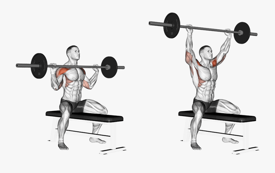 Seated Overhead Press Muscles Worked, Transparent Clipart