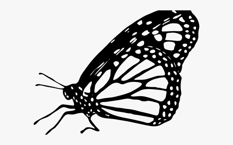 Monarch Butterfly Black And White Png, Transparent Clipart