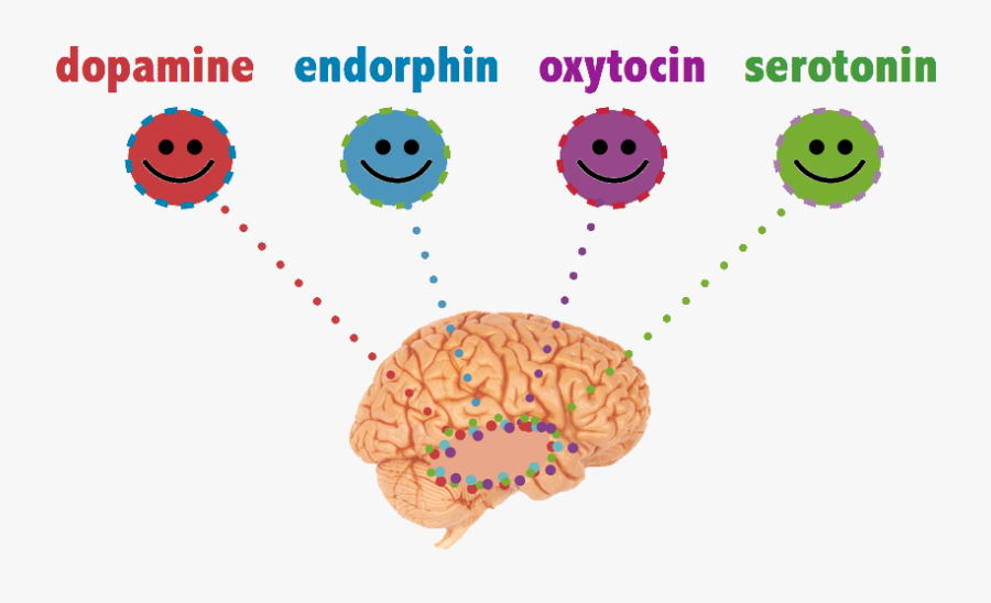 Happy-chemicals - Dopamin Endorphin Oxytocin Serotonin, Transparent Clipart