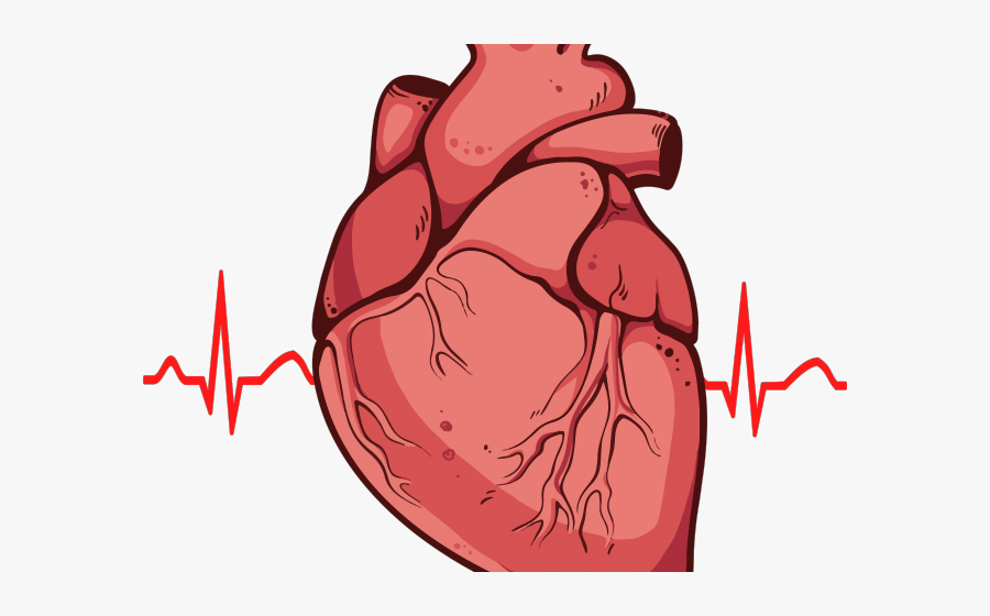 Real Heart Easy Drawing, Transparent Clipart
