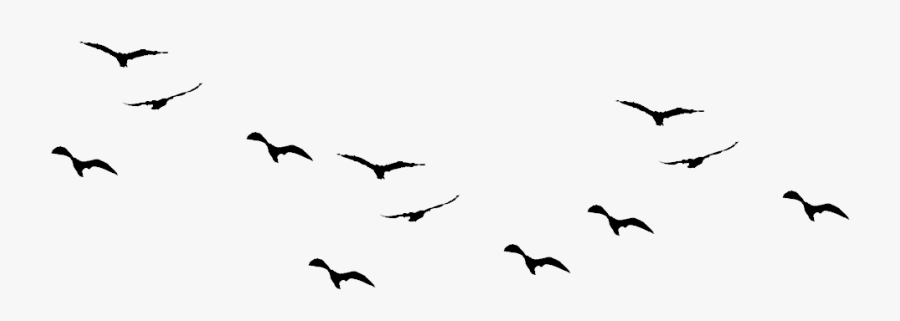 Bird Birds Clipart Sky Clip Arts For Free On Transparent - Birds Images Hd Png, Transparent Clipart