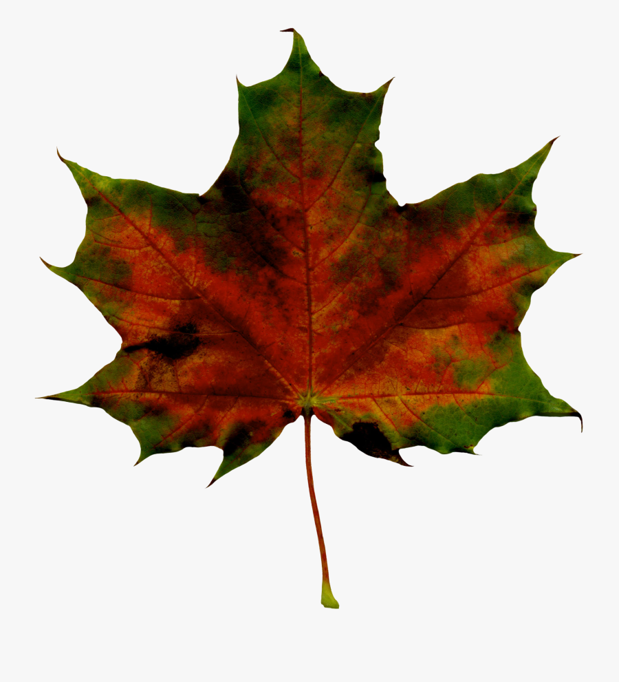 Maple Leaf Clipart , Png Download - Maple Leaf, Transparent Clipart