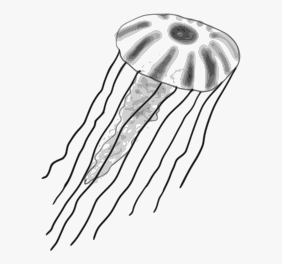 Jellyfish - Box Jelly Fish Clip Art, Transparent Clipart