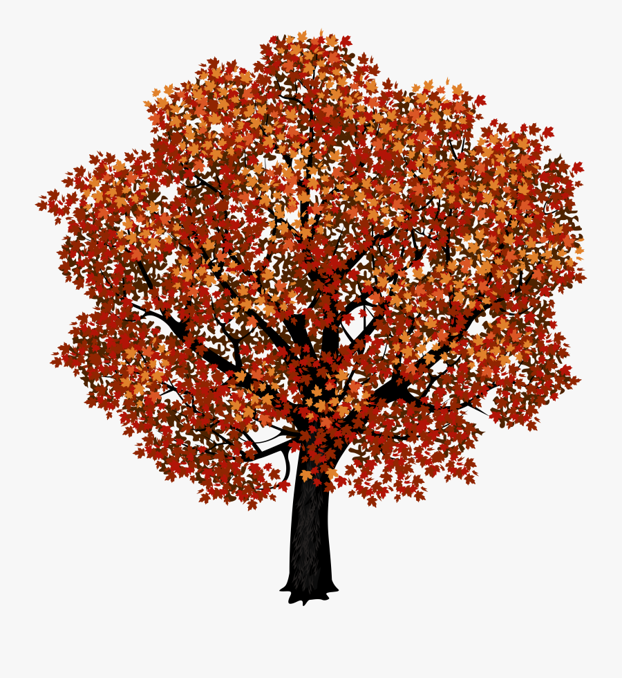 Fall Clipart Maple Tree - Japanese Maple Tree Clipart, Transparent Clipart