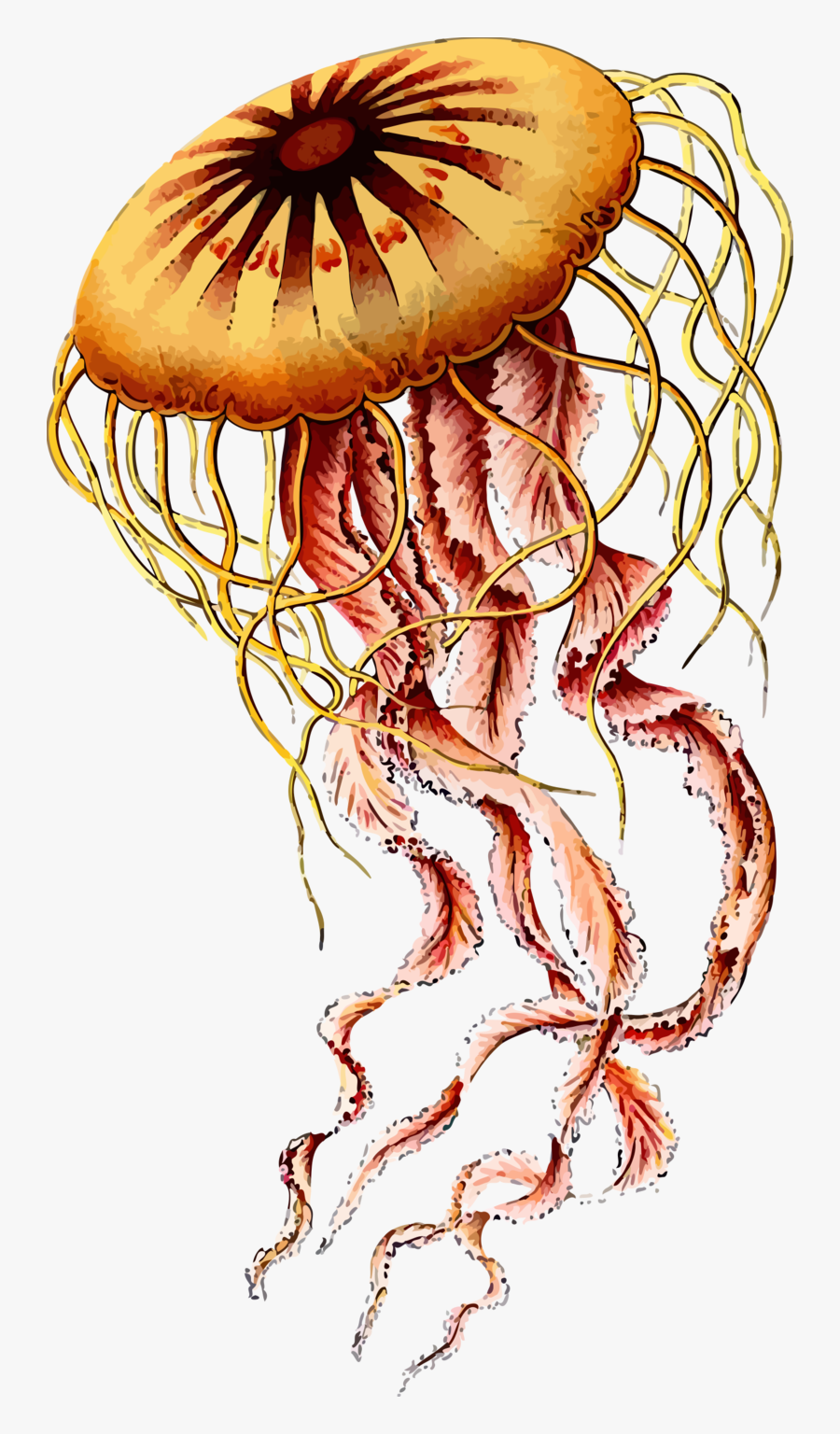 Jellyfish - Artwork Ernst Haeckel Jellyfish, Transparent Clipart