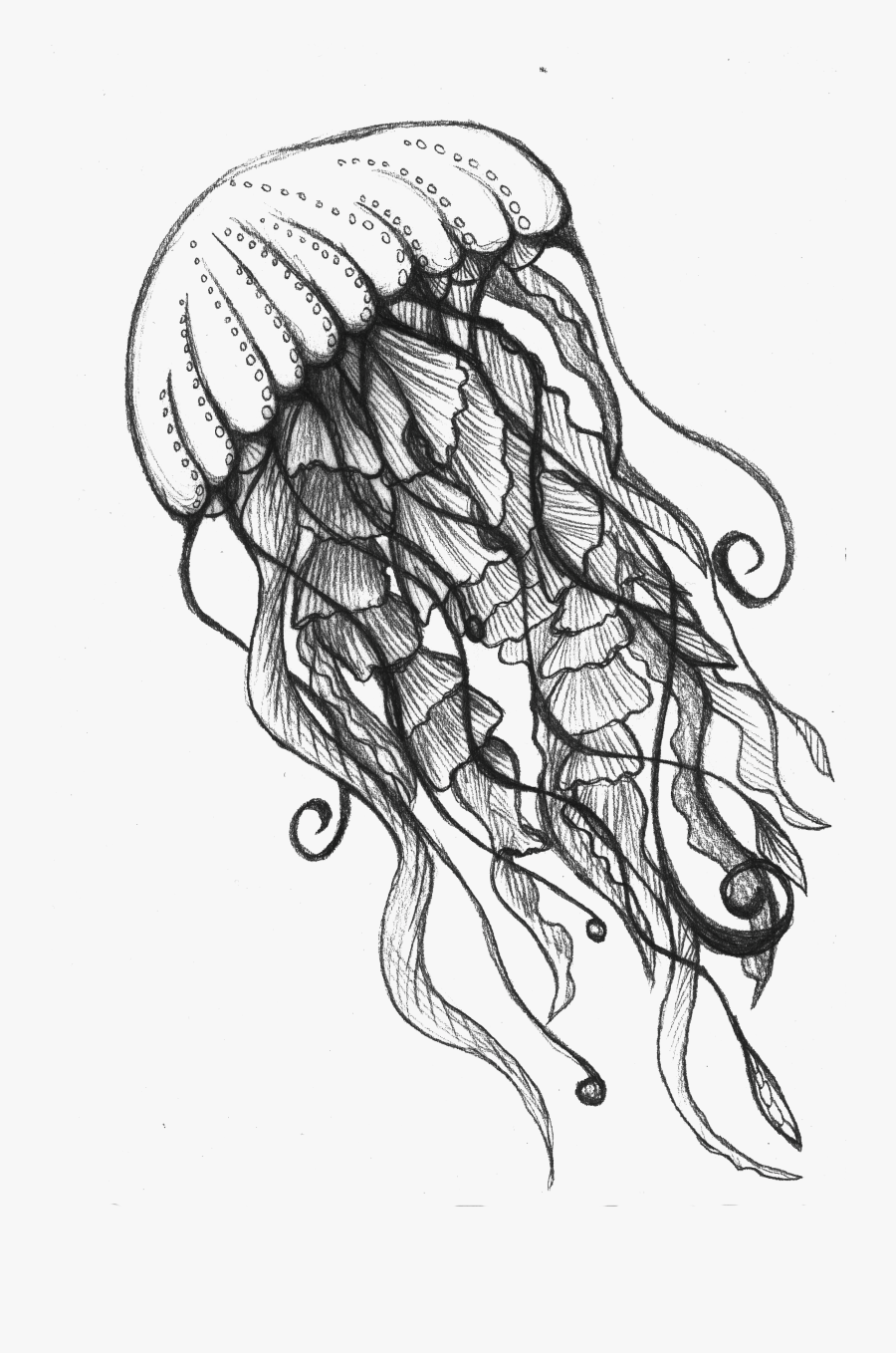 Clip Art Jellyfish Sketch - Jellyfish Drawing, Transparent Clipart