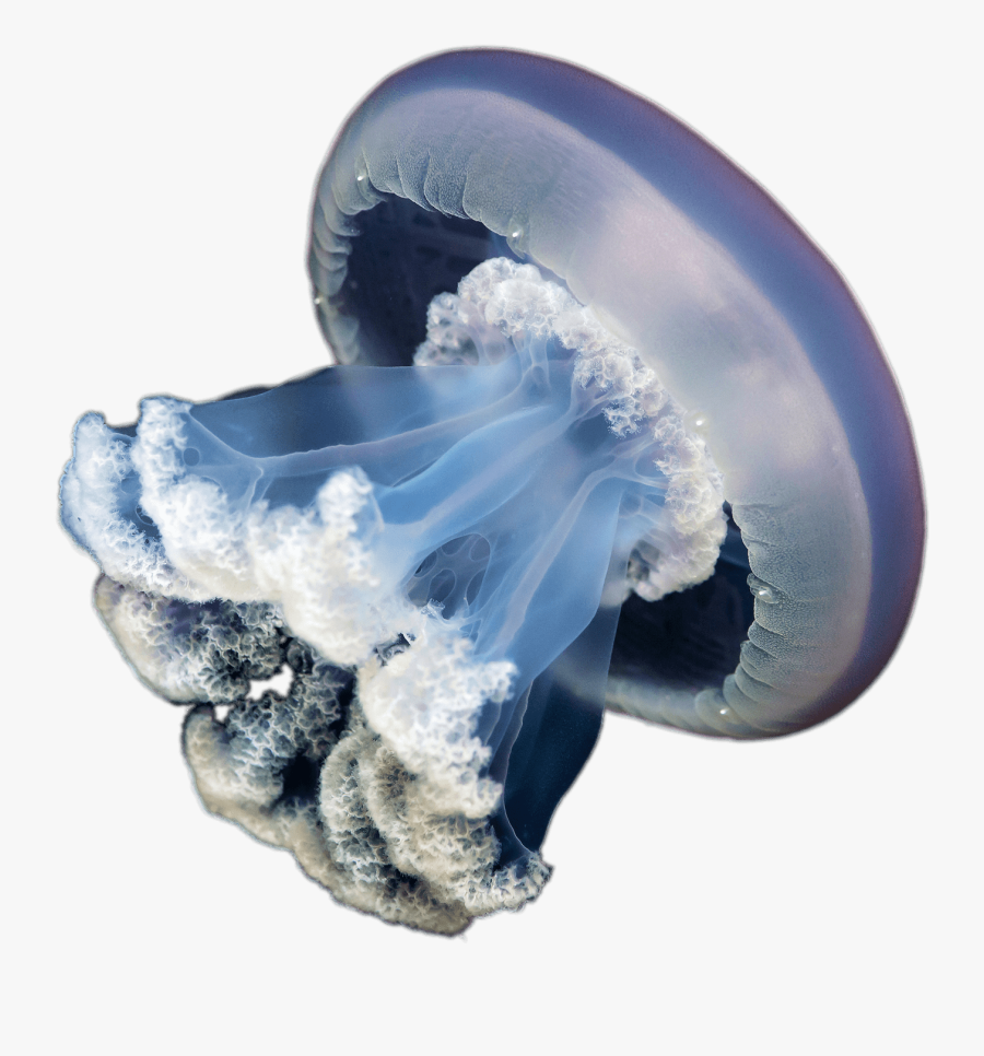 Jellyfish Transparent Background, Transparent Clipart