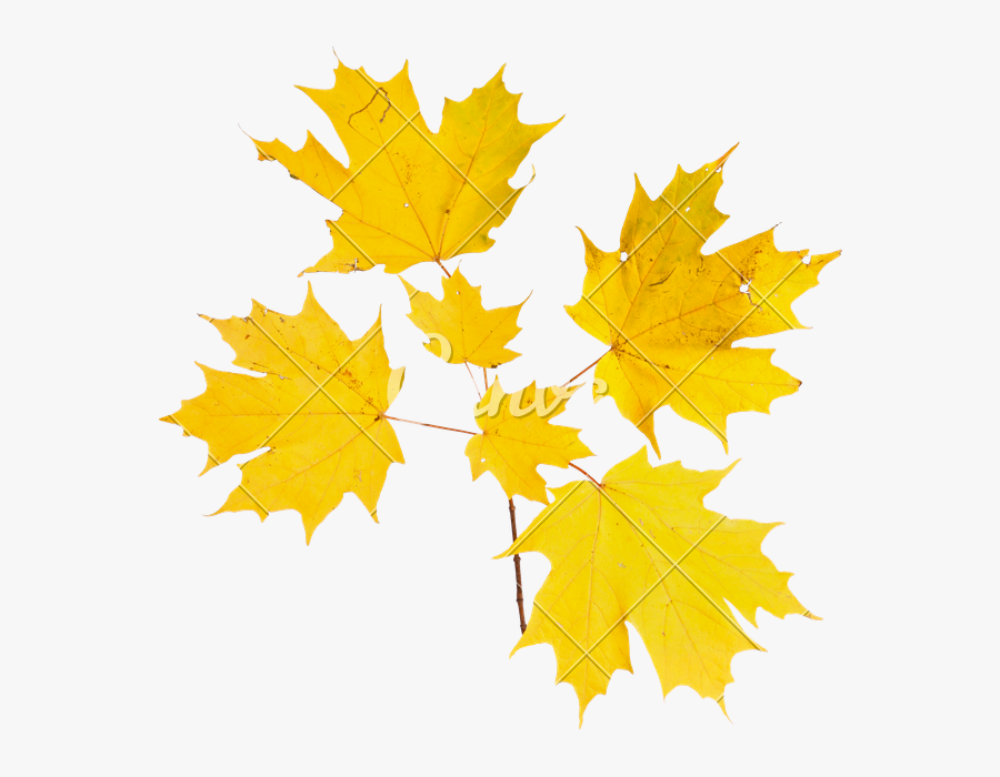 Clip Art Fall Maple Leaves - Maple Leaf, Transparent Clipart