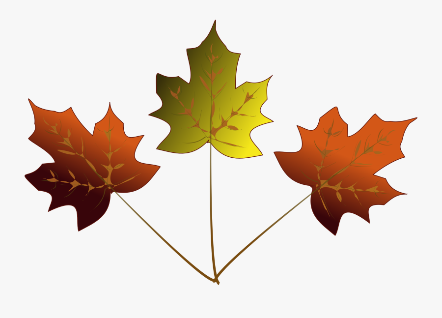 Maple Leaf Drawing - 3 Maple Leafs Drawing, Transparent Clipart