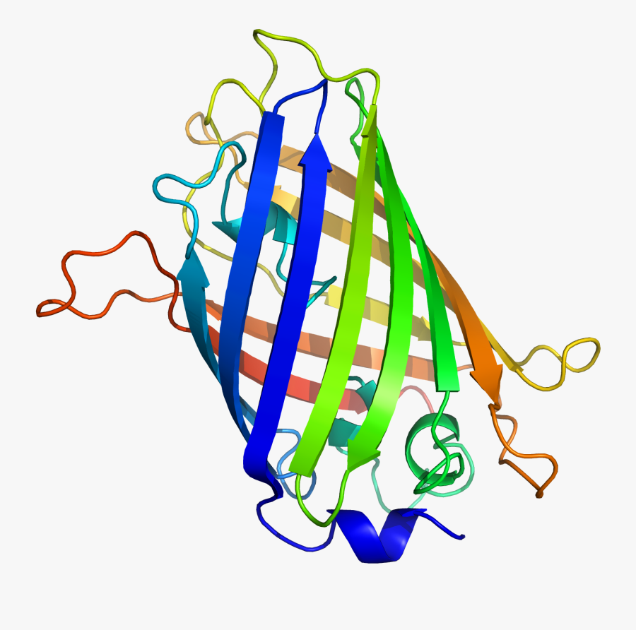 "jellyfish Moodboard - Gfp Protein, Transparent Clipart