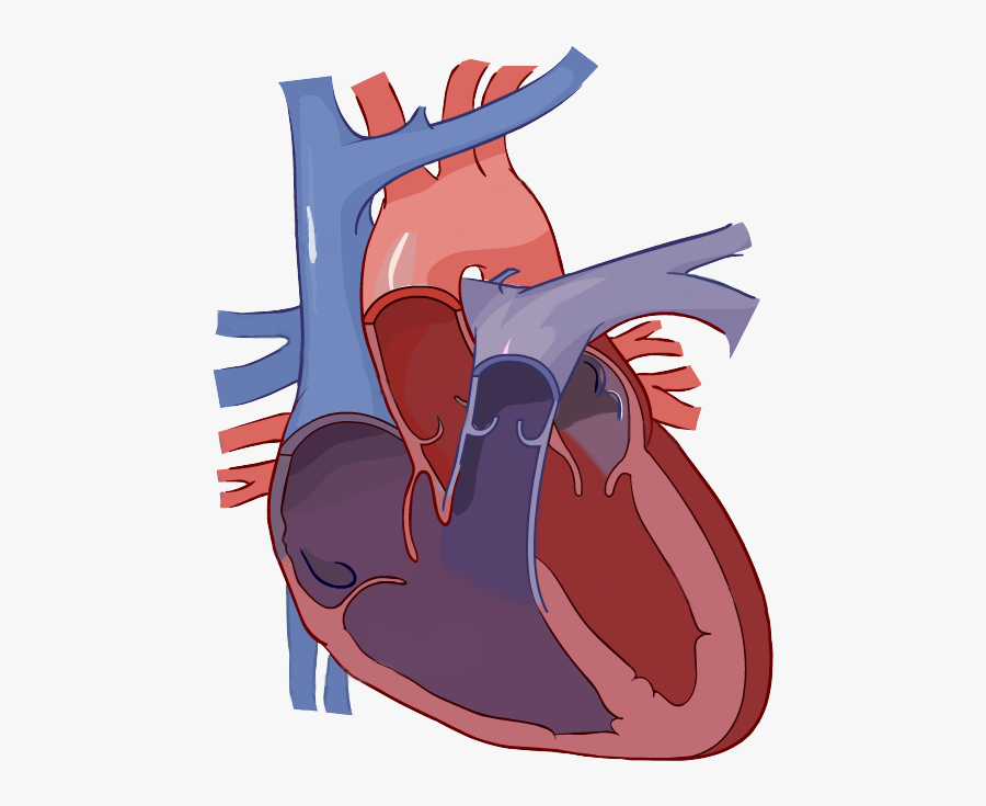 Label The Heart Science Learning Hub Jpg Free Library - Simple Heart Diagram Unlabeled, Transparent Clipart