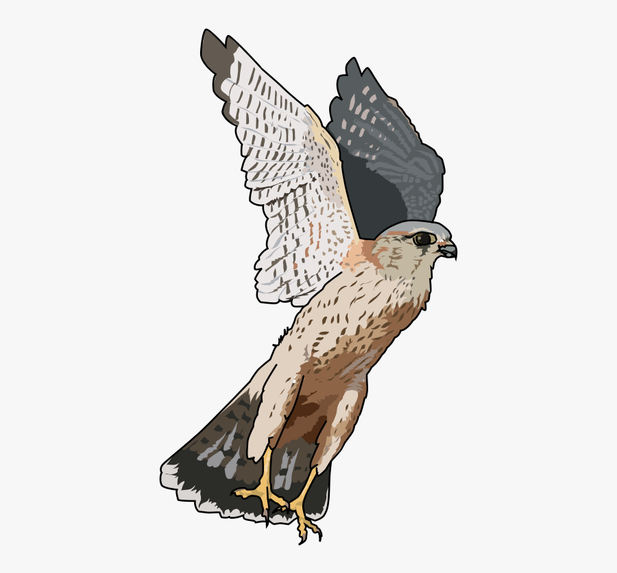 Cooper"hawk Clipart Falcon Pencil And Inloroper"hawk - Falcon Transparent Clipart, Transparent Clipart